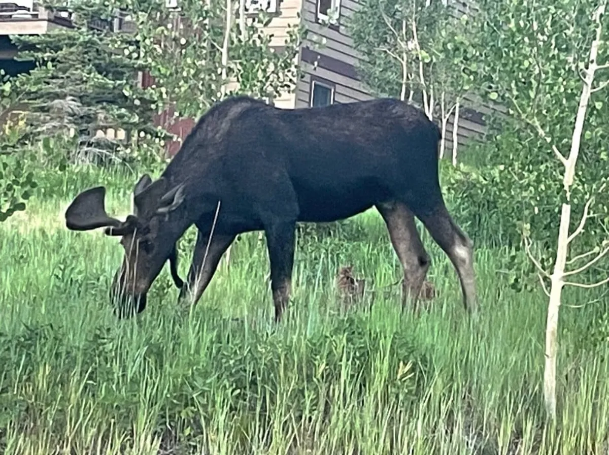 A serene scene featuring a moose grazing on green grass, surrounded by trees and set against the backdrop of nearby buildings. The image highlights the unique blend of wildlife and easy access to the comforts of a community environment.